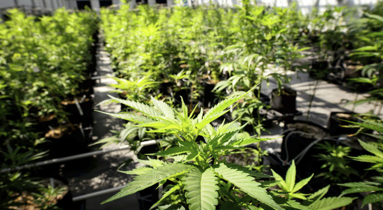 In this May 5, 2015 photo, marijuana plants grow at a Minnesota Medical Solutions greenhouse in Otsego, Minn. Marijuana plants