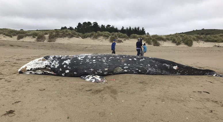 In this photo provided by the Point Reyes National Seashore is a whale that washed ashore Thursday, May 23, 2019, near Limantour Beach in Point Reyes National Seashore, Calif. In this photo provided by the Point Reyes National Seashore is a whale that washed ashore Thursday, May 23, 2019, near Limantour Beach in Point Reyes National Seashore, Calif.