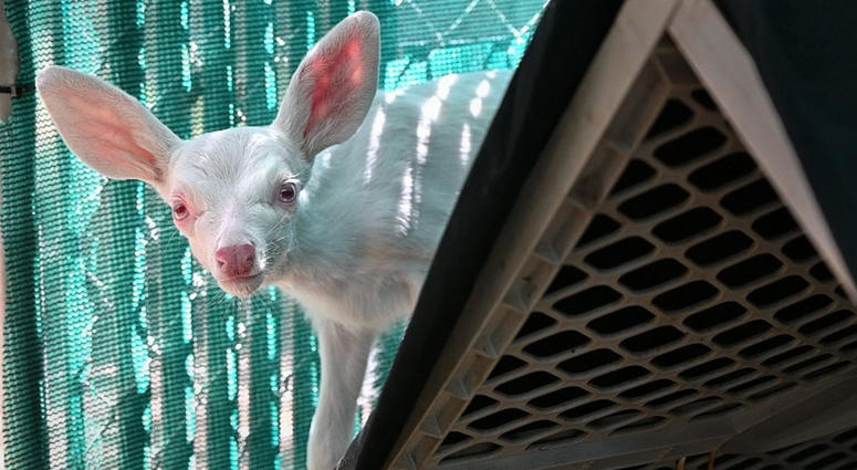 An albino fawn peers out from behind a shelter inside its enclosure, Thursday, May 30, 2019, at the Kindred Spirits Fawn Rescue in Loomis, Calif. An albino fawn peers out from behind a shelter inside its enclosure, Thursday, May 30, 2019, at the Kindred Spirits Fawn Rescue in Loomis, Calif.