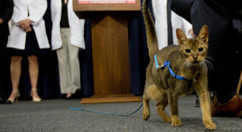 In this May 17, 2016, file photo, a cat named Rubio walks in front of the podium during a news conference in Albany, N.Y. Cat