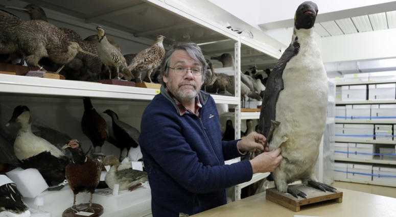 Dr. Paul Scofield, senior curator natural history at Canterbury Museum, holds the fossil, a tibiotarsus, top, next to a similar bone of an Emperor Penguin in Christchurch, New Zealand, Wednesday, Aug. 14, 2019. Dr. Paul Scofield, senior curator natural history at Canterbury Museum, holds the fossil, a tibiotarsus, top, next to a similar bone of an Emperor Penguin in Christchurch, New Zealand, Wednesday, Aug. 14, 2019.