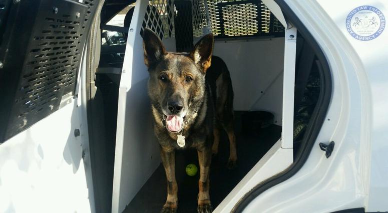 The Philadelphia Police Department announced in a tweet that its police dog Kane died after battling cancer. Philadelphia police dog Kane