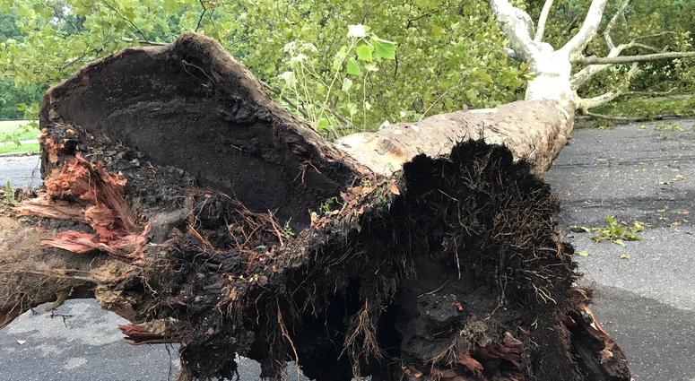 In Philly's Wissinoming neighborhood, on Charles Street near Comly Street, the wind lifted two enormous sycamore trees out of the ground. In Philly's Wissinoming neighborhood, on Charles Street near Comly Street, the wind lifted two enormous sycamore trees out of the ground.
