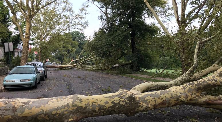 In Philly's Wissinoming neighborhood, on Charles Street near Comly Street, the wind lifted two enormous sycamore trees out of the ground. In Philly's Wissinoming neighborhood, on Charles Street near Comly Street, the wind lifted two enormous sycamore trees out of the ground.