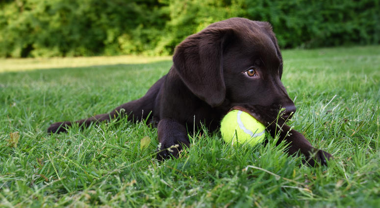 Labrador puppy playing with a tennis ball Labrador puppy playing with a tennis ball