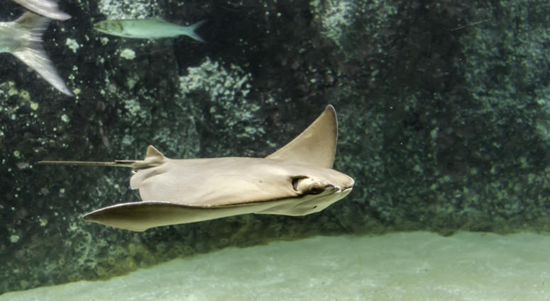 Brown back and wings of swimming Cownose ray (Rhinoptera bonasus). They are often mistaken for being a shark by beach-goers due to the fins sticking out of the water, resembling the fin of a shark. Brown back and wings of swimming Cownose ray (Rhinoptera bonasus). They are often mistaken for being a shark by beach-goers due to the fins sticking out of the water, resembling the fin of a shark.
