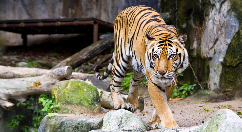 Generic photo of a tiger at the zoo. Tiger