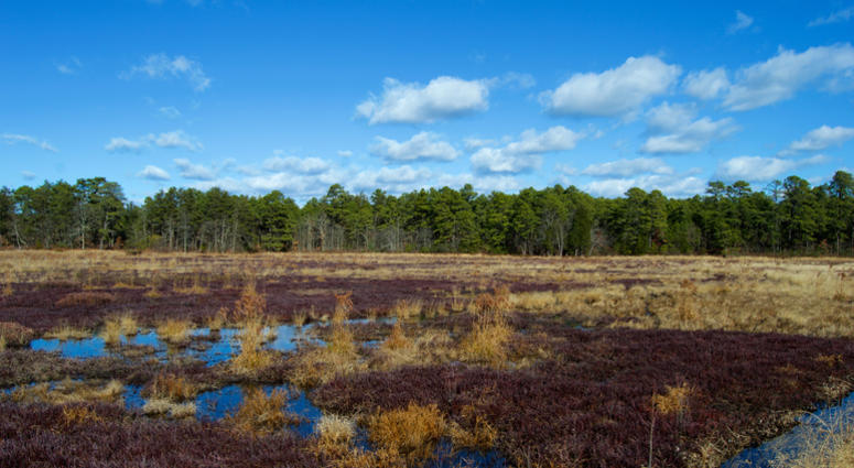 Cranberry bogs in the Pine Barrens, New Jersey Cranberry bogs in the Pine Barrens, New Jersey