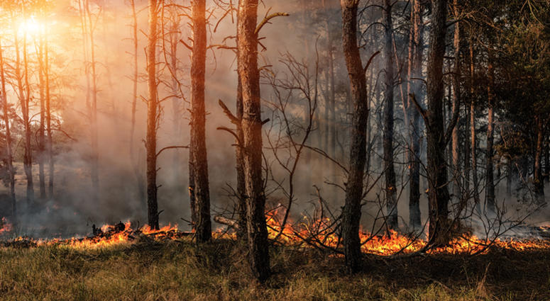 Forest fire. Forest fire.