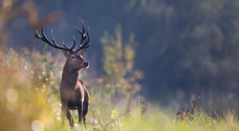 Deer. Deer.