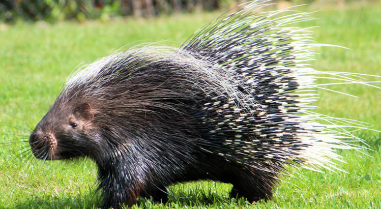 Porcupine. Porcupine.