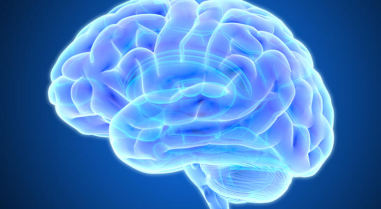 Brain.