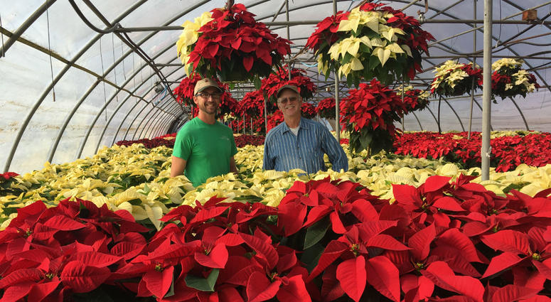 Dave Glick, right, owner of Glick's Greenhouse in Oley, Berks County, stands with his nephew, Joe Glick, in one of the greenhouses where he grows poinsettias. Dave Glick, right, owner of Glick's Greenhouse in Oley, Berks County, stands with his nephew, Joe Glick, in one of the greenhouses where he grows poinsettias.