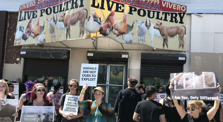 Animal rights activists marched down Lehigh Avenue and into Saba Halal Live Poultry in North Philadelphia Thursday to protest animal abuse. Animal rights activists marched down Lehigh Avenue and into Saba Halal Live Poultry in North Philadelphia Thursday to protest animal abuse.