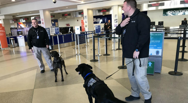It's one of the ways the Transportation Security Administration sniffs out potential security threats at airports, including Philadelphia International Airport It's one of the ways the Transportation Security Administration sniffs out potential security threats at airports, including Philadelphia International Airport