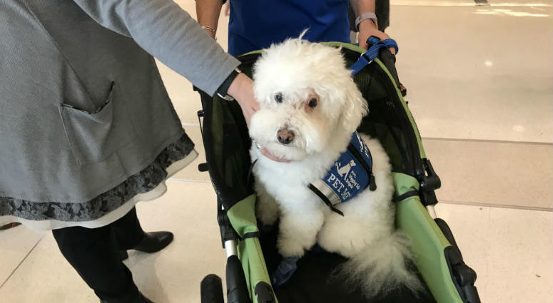 A therapy dog at Philadelphia International Airport. A pilot program to help reduce stress for travelers at Philadelphia International Airport is taking off. A pilot program to help reduce stress for travelers at Philadelphia International Airport is taking off.