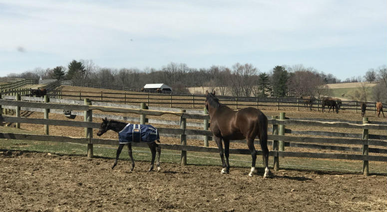 On the left, a baby horse born on a Chester County farm earlier this month has a lot of people betting on his bright future. A baby horse born on a Chester County farm earlier this month has a lot of people betting on his bright future.