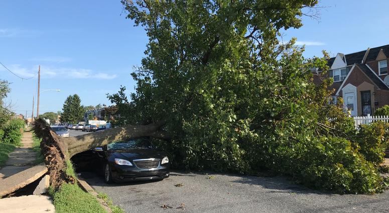 On Hellerman Street near Summerdale Avenue in the Oxford Circle section of Northeast Philly, a huge tree fell onto a single car. On Hellerman Street near Summerdale Avenue in the Oxford Circle section of Northeast Philly, a huge tree fell onto a single car.