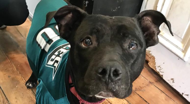 Adoptable pup Nicky poses in an Eagles jersey. Adoptable pup Nicky poses in an Eagles jersey.