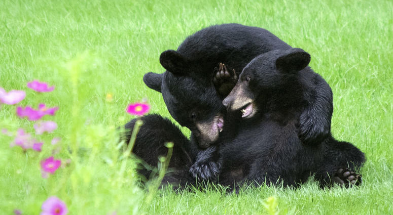 Two American black bears in New Jersey Two American black bears in New Jersey