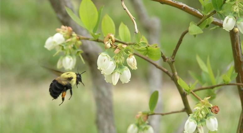 Brown-belted bumble bee (Bombus griseocollis) approaching blueberry bloom. It's National Pollinator week, a time to focus on the creatures that do some heavy lifting - helping plants reproduce. They're in trouble and need our help.