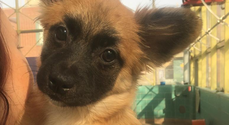 The PSPCA rescued 17 cats and six dogs from a home in Harrowgate, adjacent to Kensington. The PSPCA rescued 17 cats and six dogs from a home in Harrowgate, adjacent to Kensington.