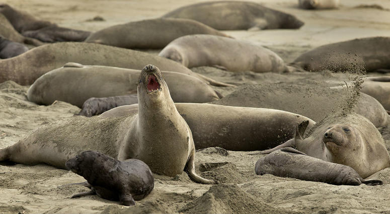 In this photo taken Monday, Jan. 28, 2019, without tourists and park rangers to discourage them during the government shutdown, elephant seals have expanded their pupping grounds in Point Reyes National Seashore, Calif. In this photo taken Monday, Jan. 28, 2019, without tourists and park rangers to discourage them during the government shutdown, elephant seals have expanded their pupping grounds in Point Reyes National Seashore, Calif.