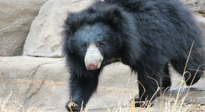 Kayla, a 6-year-old sloth bear. Last month, Kayla was showing signs that she may be pregnant. Kayla, a 6-year-old sloth bear. Last month, Kayla was showing signs that she may be pregnant.