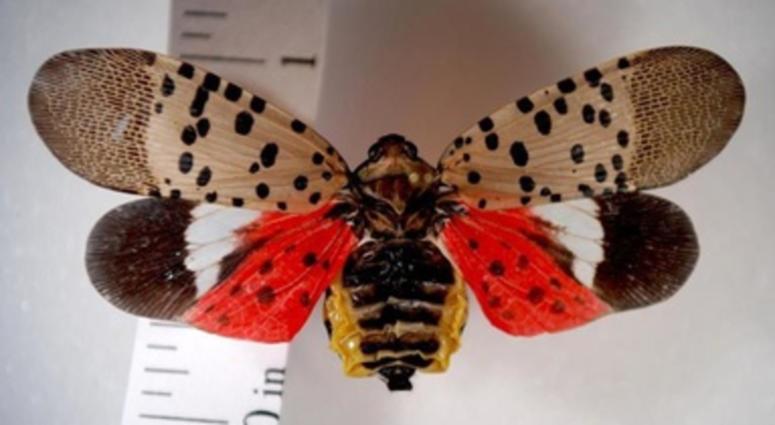 Spotted lanternfly Spotted lanternfly