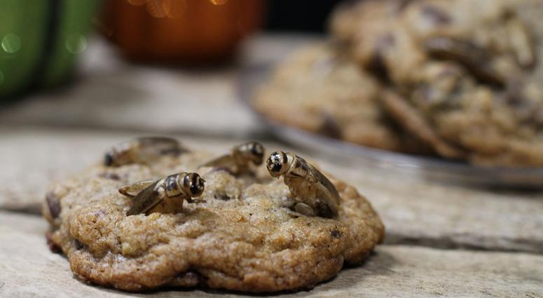 Adding crickets to the top of cookies about half way through the baking time will allow them to stand out. Crickets baked into cookies.
