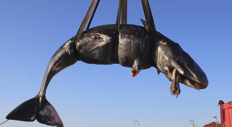 In this photo taken on Friday, March 29, 2019, a whale is lifted up onto a truck after being recovered off Sardinia island, Italy. In this photo taken on Friday, March 29, 2019, a whale is lifted up onto a truck after being recovered off Sardinia island, Italy.