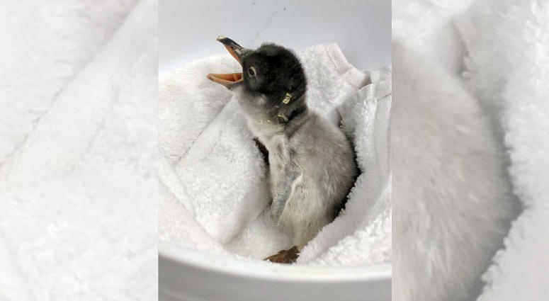 Sphen and Magic -- or Sphengic, as they are collectively known -- proved themselves natural parents when they incubated a dummy egg given to them by staff at Sydney's Sea Life Aquarium, where they live. Gay Penguins