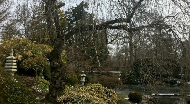 Cherry trees throughout Fairmount Park are looking healthy and should be in bloom just in time for their Cherry Blossom Festival. Cherry trees throughout Fairmount Park are looking healthy and should be in bloom just in time for their Cherry Blossom Festival.