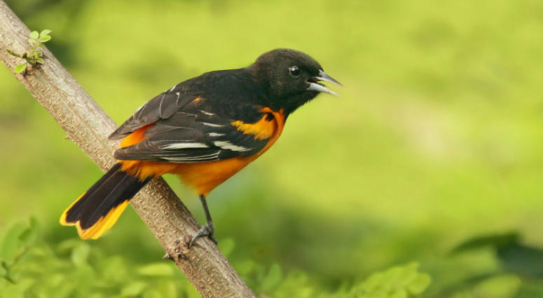 A Baltimore Oriole. A Baltimore Oriole.