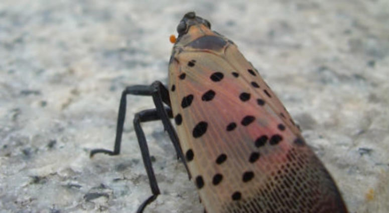 spotted lanternfly. spotted lanternfly.