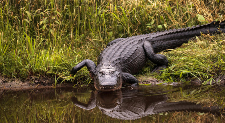 File photo in the wetland and marsh at the Myakka River State Park in Sarasota, Florida. Alligator