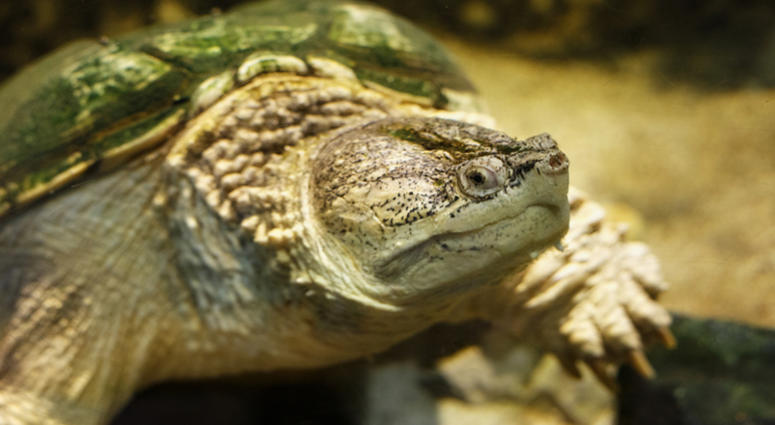 Common snapping turtle Chelydra serpentina in the oceanarium. Snapping Turtle