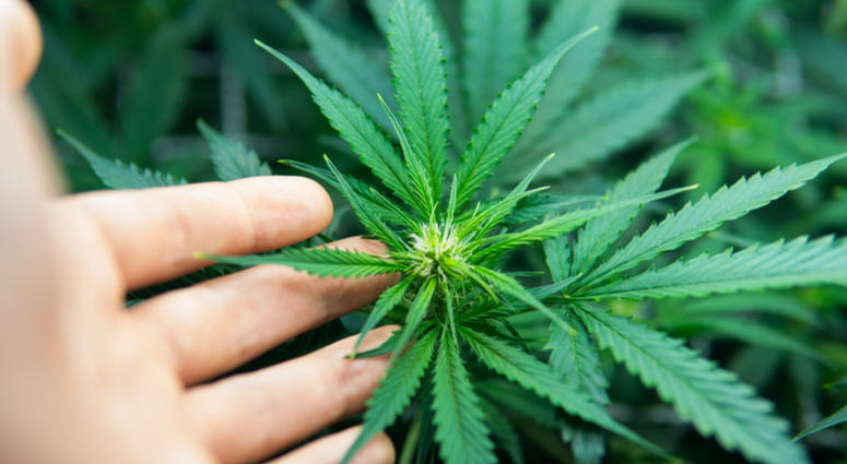 Supporters of marijuana legalization in New Jersey had hoped 2018 would be the year it would happen. Supporters of marijuana legalization in New Jersey had hoped 2018 would be the year it would happen.