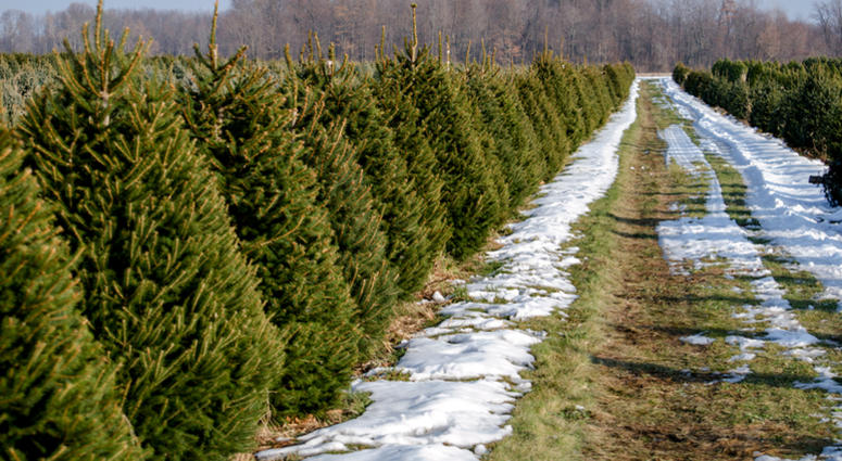 A beautiful Christmas tree farm in Michigan USA Christmas Trees