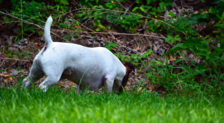Most townships have codes that require leashes on pets. Dog in Yard