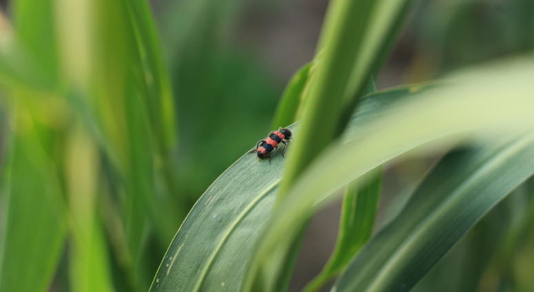 A recently published study based on 27 years worth of samples from German nature reserves shows a 75 percent reduction in the abundance of flying insects. A recently published study based on 27 years worth of samples from German nature reserves shows a 75 percent reduction in the abundance of flying insects.