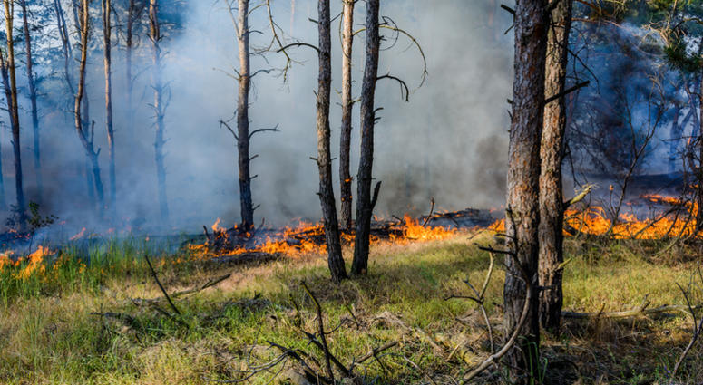 A pair of assembly committees listened to people discuss their plans to better protect the Pinelands from the kind of disastrous fires that are happening out west. A pair of assembly committees listened to people discuss their plans to better protect the Pinelands from the kind of disastrous fires that are happening out west.