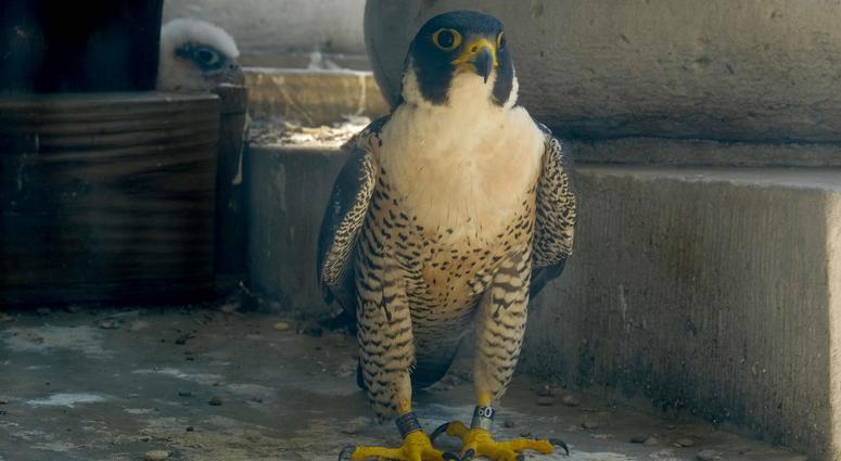 For the eighth year now, a couple of peregrine falcons have hatched a nest of babies on the 16th floor of Philadelphia City Hall. City Hall Falcons