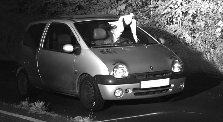 This Tuesday, May 21, 2019 speed camera picture provided by the police in Viersen, Germany, shows a Pigeon in front of the windscreen of a car. This Tuesday, May 21, 2019 speed camera picture provided by the police in Viersen, Germany, shows a Pigeon in front of the windscreen of a car.
