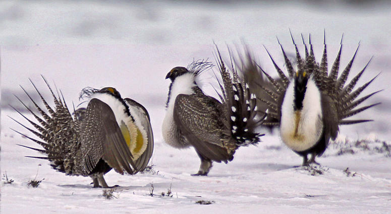 In this April 20, 2013 file photo, male greater sage grouse perform mating rituals for a female grouse, not pictured, on a lake outside Walden, Colo. In this April 20, 2013 file photo, male greater sage grouse perform mating rituals for a female grouse, not pictured, on a lake outside Walden, Colo.