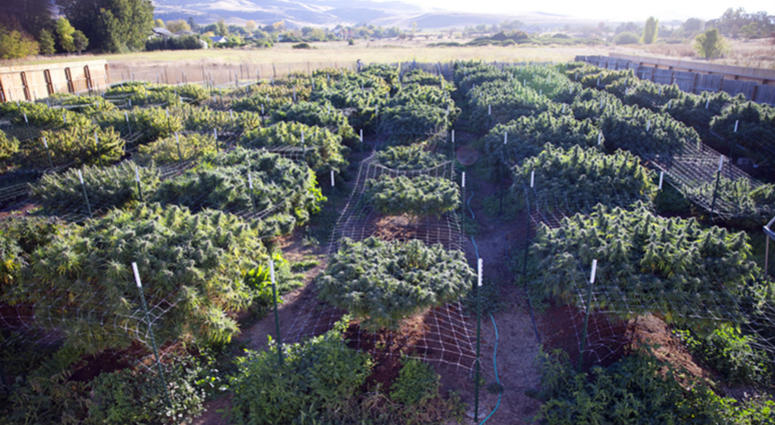 In this Oct. 13, 2015, file photo, marijuana plants flourish under breathtaking vistas of the Cascade and Siskiyou mountains near Ashland, Ore. In this Oct. 13, 2015, file photo, marijuana plants flourish under breathtaking vistas of the Cascade and Siskiyou mountains near Ashland, Ore.