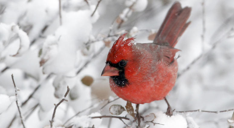 A cardinal perches on snow-covered twigs in Lawrence, Kan., Sunday, Nov. 25, 2018. A snowstorm had the area in a blizzard warning for several hours. A cardinal perches on snow-covered twigs in Lawrence, Kan., Sunday, Nov. 25, 2018. A snowstorm had the area in a blizzard warning for several hours.