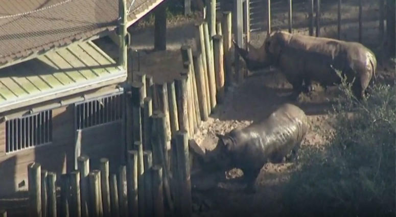 A 2-year-old girl was injured at a Florida zoo during a private rhino encounter experience, zoo officials said. Toddler rushed to hospital after rhino encounter at Florida zoo