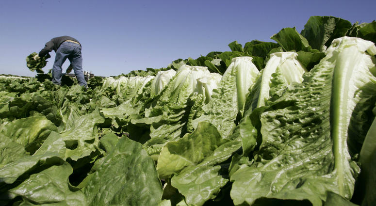 In this Aug. 16, 2007 file photo, a worker harvests romaine lettuce in Salinas, Calif. U.S. health officials are declaring an end to a food poisoning outbreak blamed on romaine lettuce from California. In this Aug. 16, 2007 file photo, a worker harvests romaine lettuce in Salinas, Calif. U.S. health officials are declaring an end to a food poisoning outbreak blamed on romaine lettuce from California.