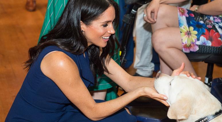 10/18/2018 - The Duke of Sussex strokes a guide dog at a reception given by the Governor of Victoria, at Government House during their visit to Melbourne. 10/18/2018 - The Duke of Sussex strokes a guide dog at a reception given by the Governor of Victoria, at Government House during their visit to Melbourne.